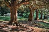 Old Trees In A Row_19525